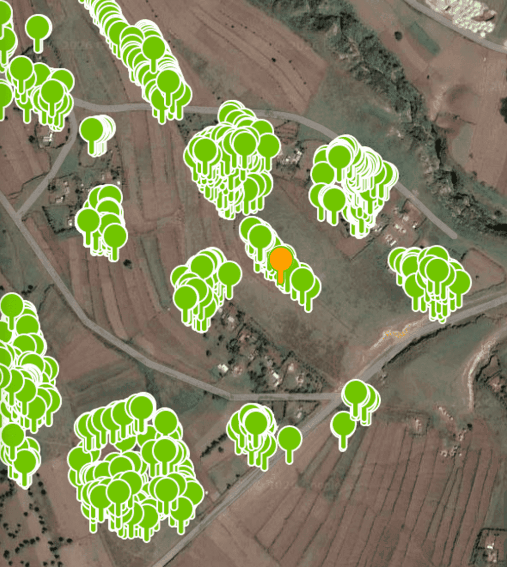 Map of tree locations verified by Greenstand